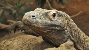 Komodo dragon. Credit: Charlotte Ellis, Zoological Society of London