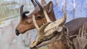 The Syndyoceras existed for 4.2 million years during the Cenozoic era on the North American continent. This skeletal display can be found in the University of Nebraska State Museum–Morill Hall.