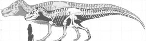 Skeleton of the largest-known T. rex (foreground) and silhouette of the largest possible giant T. rex. Credit: Mark Witton.