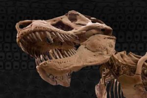 A new study from MIT offers an explanation for how dinosaur collagen survived for so much longer than expected.Credits:Credit: MIT News, iStock