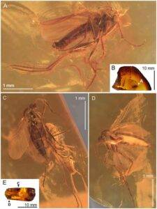 Robsonomyia baltica sp. nov. (NHMD-300551): (A) male (holotype No NHMD-300551a); (B) amber piece with position of male; (C) female (paratype No NHMD-300551b); (D) female (paratype No NHMD-300551c); (E) amber piece with position of females. Credit: Scientific Reports (2024). DOI: 10.1038/s41598-024-59448-y