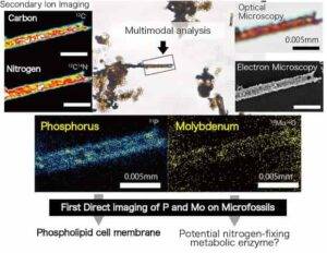 Results of the multimodal analysis conducted on microfossils mounted on ITO glass. Optical observation, electron microscopy, and secondary ion mass spectrometry were performed on the same sample. The analysis successfully detected phosphorus and molybdenum aligned with the microfossil's membrane structure for the first time. ©Tohoku University