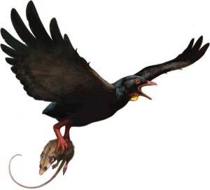 Reconstruction of an avisaurid (e.g., A. darwini). Morphology of the tarsometatarsus suggests that these large birds engaged in raptorial behavior and could carry proportionally large prey. Illustration done by Ville Sinkkonen.Credit Clark et al., 2024, PLOS ONE, CC-BY 4.0 (https://creativecommons.org/licenses/by/4.0/)