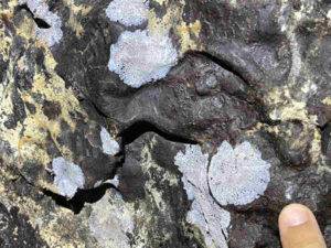 White microbial-like colonies on the lava tube substrate.