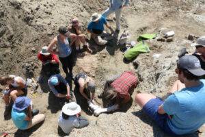 Paleontologists and students from McGill University have documented Saskatchewan's first confirmed fossil specimens