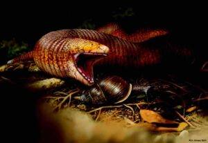 The newly discovered worm lizard species is the largest in the world. Presumably, the animals fed mainly on snails 50 million years ago. Credit: Jaime Chirinos