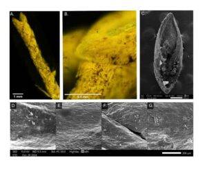 Fluorescent and scanning electron microscopy (SEM) of fossil and modern juniper leaves. (a, b) Fluorescent microscope imagery of fossil juniper branchlet (LACMHC 1469B). (b) Close-up of leaf scale with smooth leaf margins and acute-slightly obtuse apical shape. (c) SEM image of entire fossil leaf scale from adaxial (dorsal) perspective. (d–g) Close-up imagery of abaxial (ventral) side of modern (d) J. blancoi, (e) J. scopulorum, (f) J. virginiana, and (g) fossil juniper leaf (P23-47594).